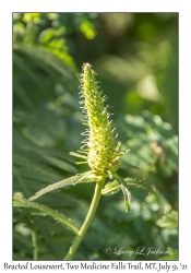 Bracted Lousewort