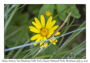 Hairy Arnica