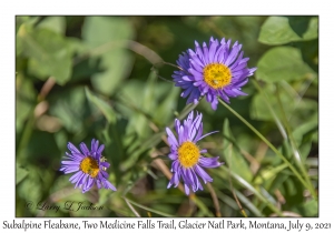 Subalpine Fleabane