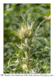 Elk Thistle