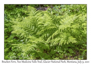 Bracken Fern