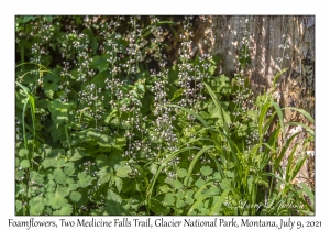 Foamflowers