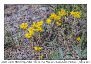 Lance-leaved Stonecrop