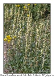 Round-leaved Alumroot