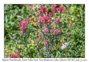 Alpine Paintbrush