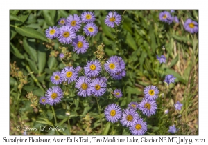 Subalpine Fleabane