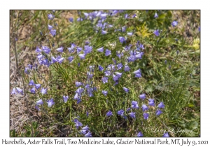 Harebell