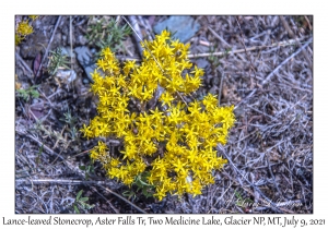 Lance-leaved Stonecrop