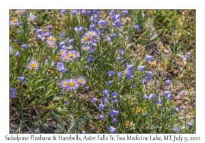 Subalpine Fleabane & Harebell