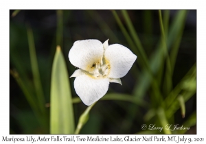 Mariposa Lily