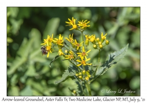 Arrow-leaved Groundsel