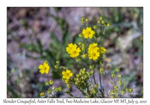 Slender Cinquefoil