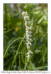 White Bog Orchid