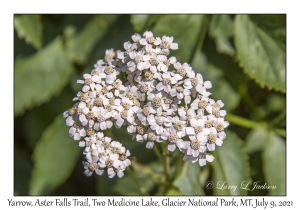 Yarrow