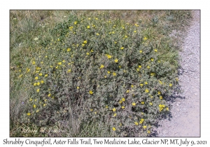 Shrubby Cinquefoil