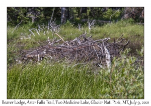 Beaver Lodge