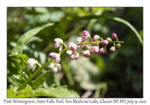 Pink Wintergreen