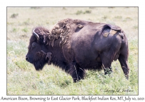 American Bison