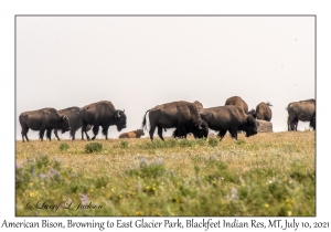 American Bison