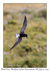 Black Tern