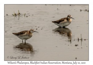 Wilson's Phalaropes