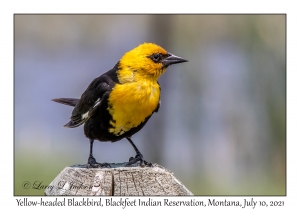 Yellow-headed Blackbird