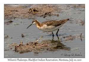 Wilson's Phalarope