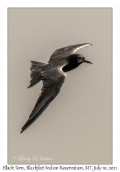 Black Tern