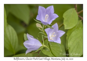 Bellflower