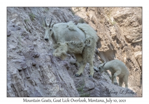 Mountain Goats