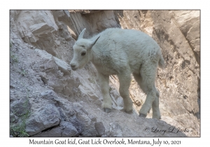 Mountain Goat