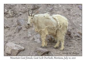 Mountain Goat