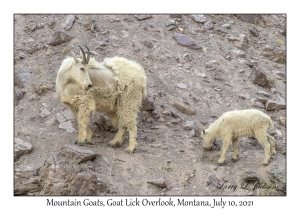 Mountain Goats