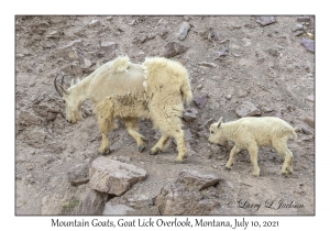 Mountain Goats