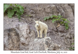 Mountain Goat