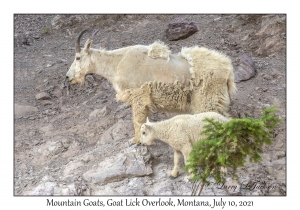 Mountain Goats