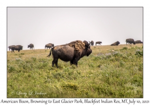 American Bison