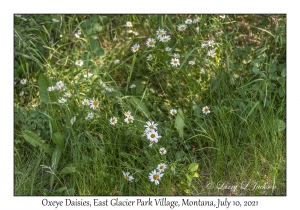 Oxeye Daisy