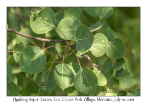 Quaking Aspen leaves