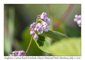 Dogbane