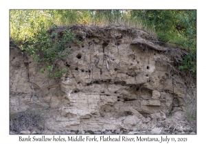 Bank Swallow holes