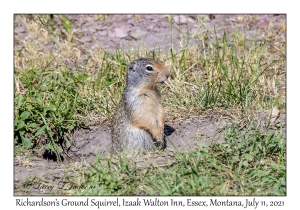 Richardson's Ground Squirrel