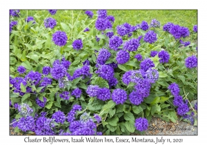 Cluster Bellflower