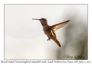 Broad-tailed Hummingbird subadult male
