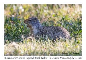 Richardson's Ground Squirrel