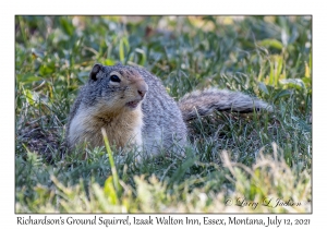 Richardson's Ground Squirrel