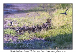 Bank Swallows