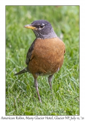 American Robin