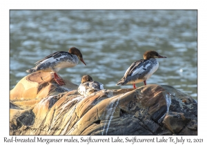Red-breasted Merganser males