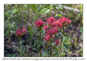 Alpine Paintbrush